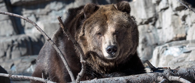 Grizzly Bears at the Central Park Zoo