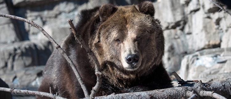 Photo of Grizzly Bear & Treena's Overlook