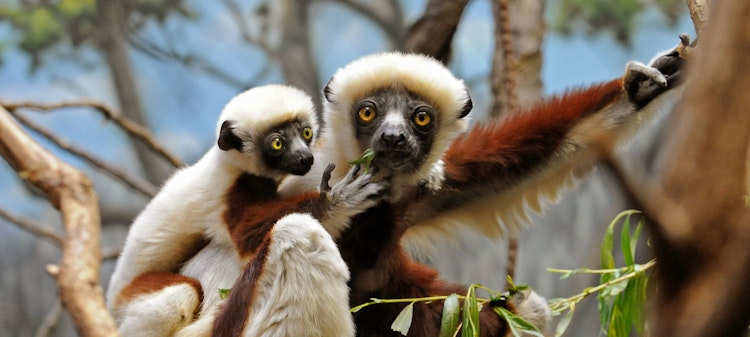 Photo of Madagascar!