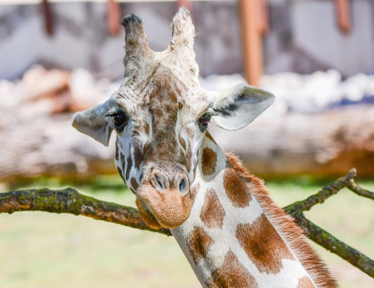 Photo of Wild Encounters: Giraffe