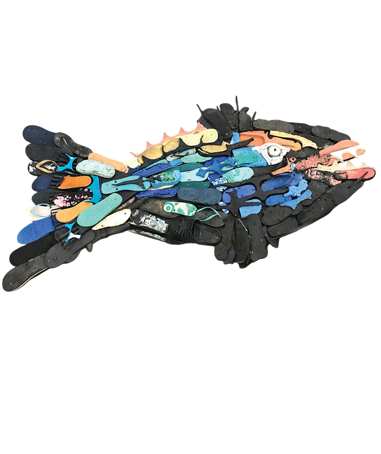 Photo of Flip Flop the Triggerfish