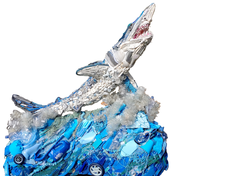 Photo of Finn the Mako Shark