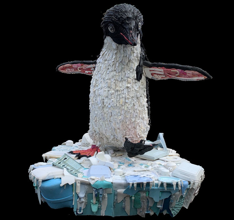 Photo of Brody the Adélie penguin