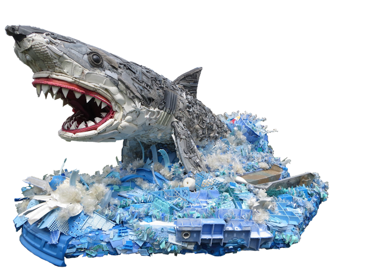 Photo of Greta the Great White Shark