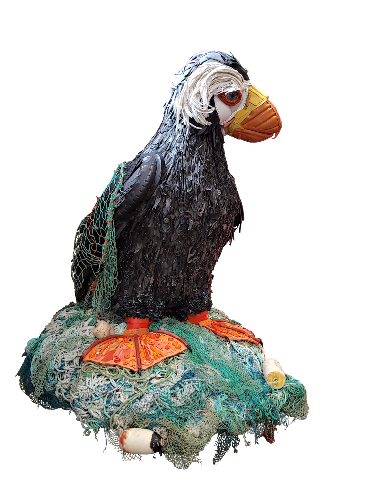 Photo of Sebastian James the Tufted Puffin