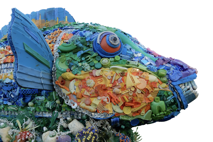 Photo of Priscilla the Rainbow Parrotfish