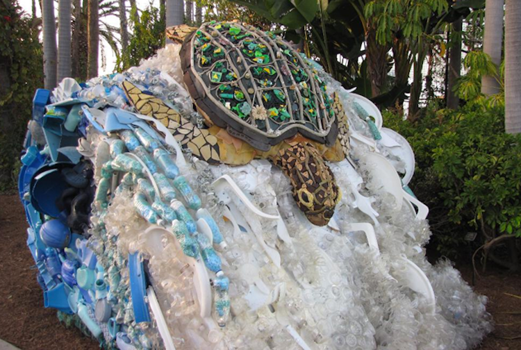 Photo of Natasha the Sea Turtle