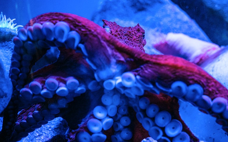 Photo of Octopus Chat
