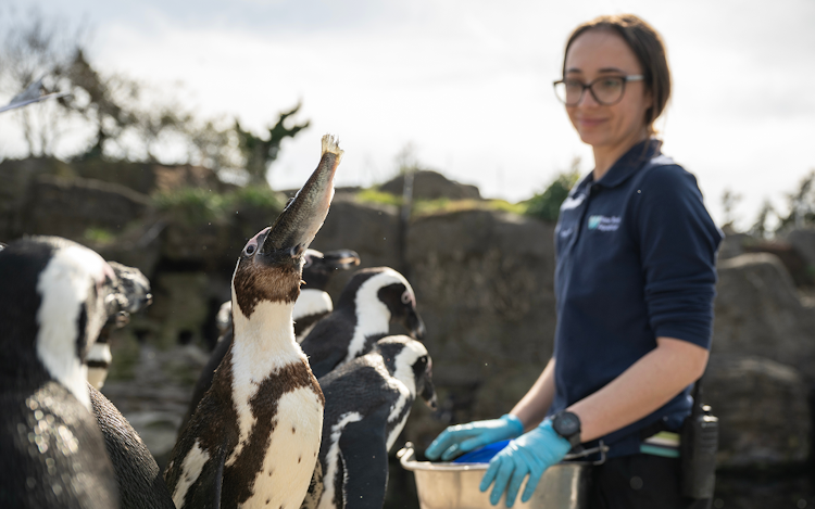 Photo of Penguin Chats