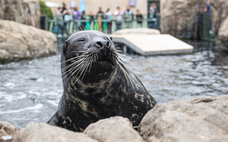 Photo of Pinniped Feeds