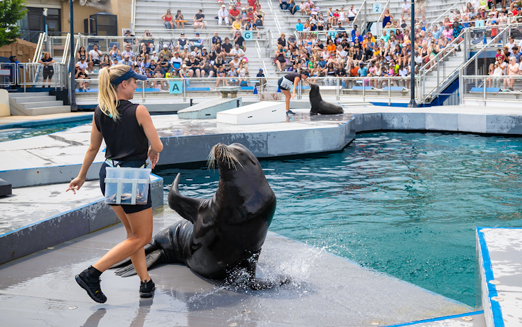 Photo of Sea Lions in the Big City