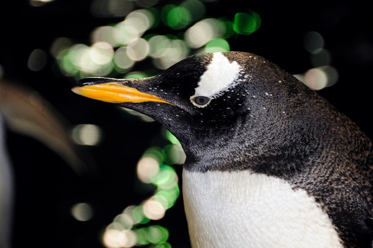 Photo of Gentoo Penguin