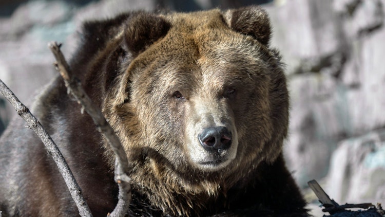 Photo of Grizzly Bear