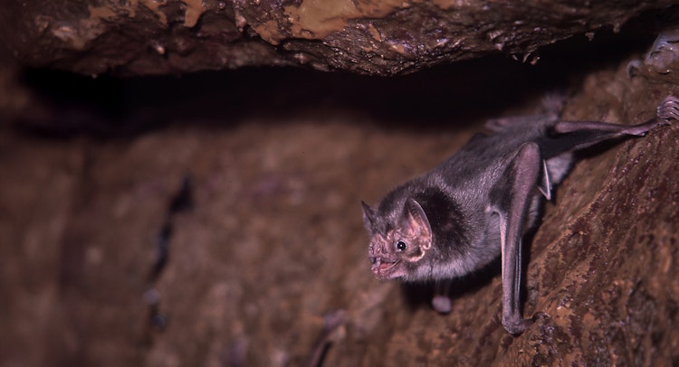 Photo of Vampire Bat