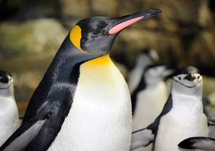 Photo of King Penguin