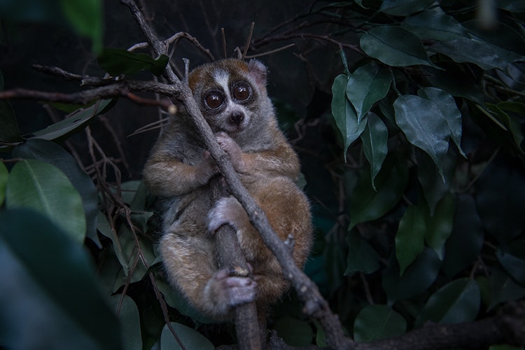 Photo of Slow Loris