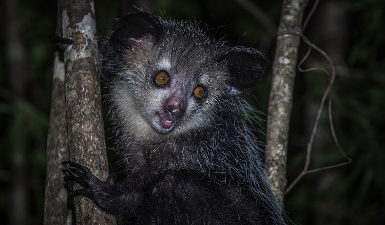 Photo of Aye-aye