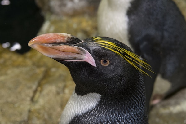 Photo of Macaroni Penguin