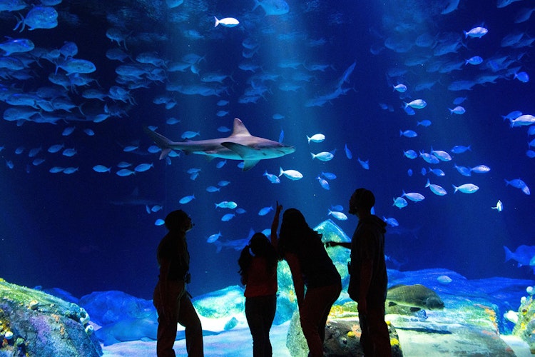 Photo of Shark Keeper Chat