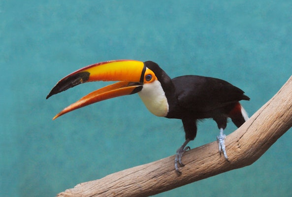 Photo of World of Birds