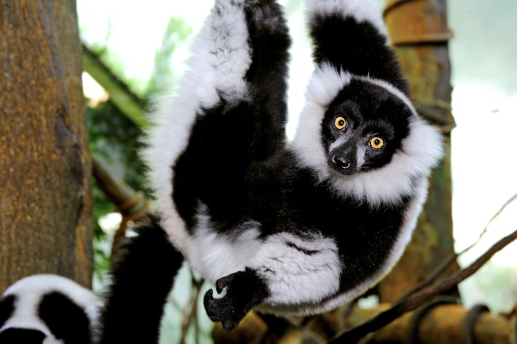Photo of Black-and-white Ruffed Lemur