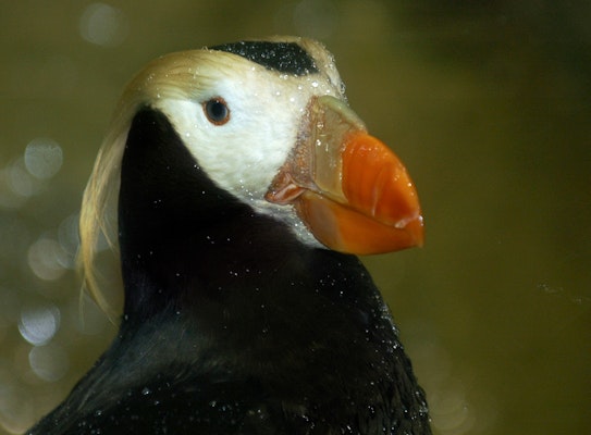 Photo of Tufted Puffin