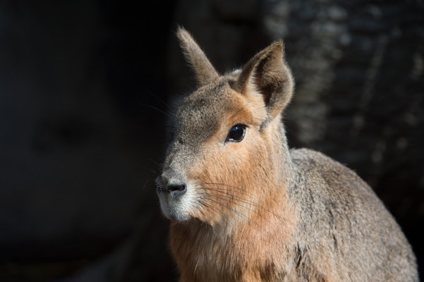 Photo of Patagonian Cavy