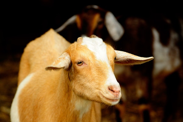 Photo of Mini-Nubian Goat