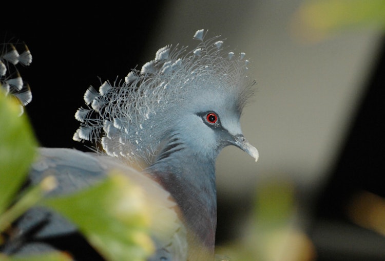 Photo of Victoria-crowned Pigeon