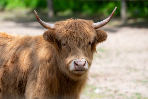 Photo of Highland Cattle