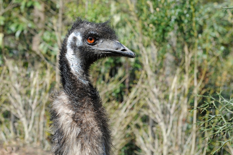 Photo of Emu