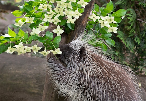 Photo of North American Porcupine