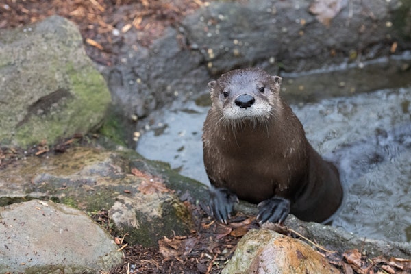 Photo of North American River Otter