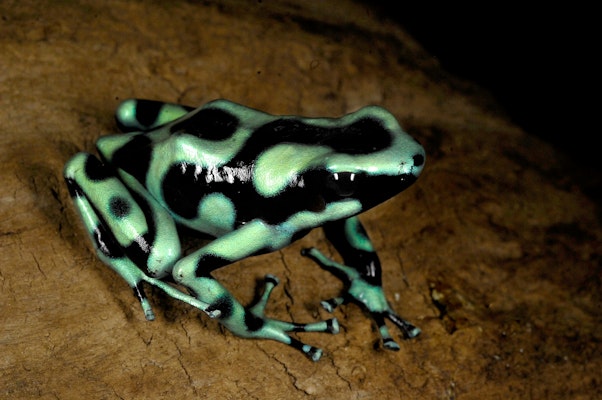 Photo of Poison Dart Frog