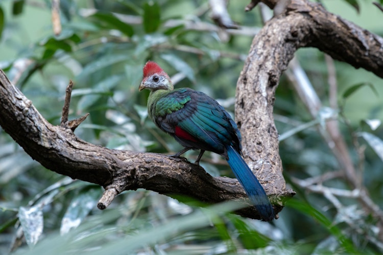 Photo of Red-Crested Turaco
