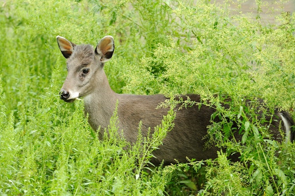 Photo of Tufted Deer