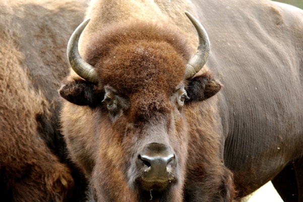 Photo of Bison Range