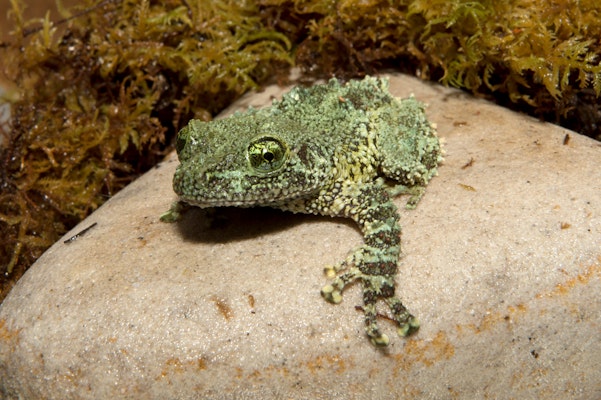 Photo of Vietnamese Mossy Frog
