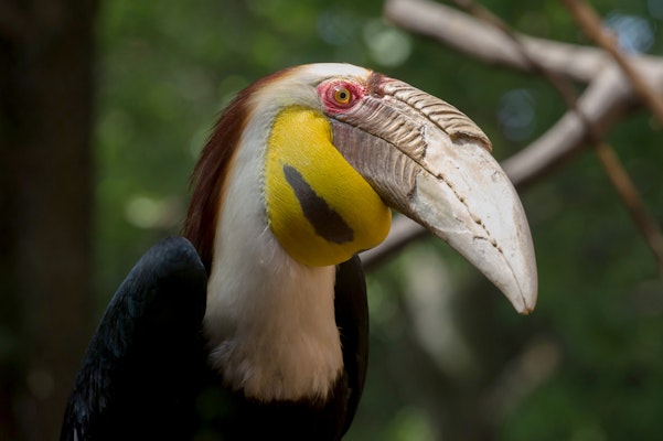 Photo of Wreathed Hornbill