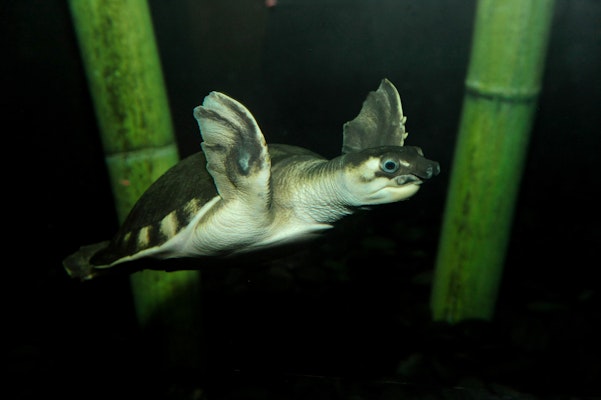 Photo of Fly River Turtle