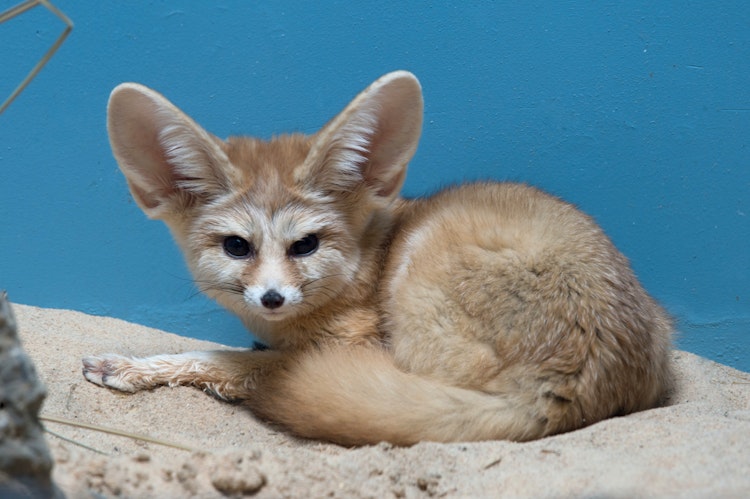 Photo of Fennec Fox