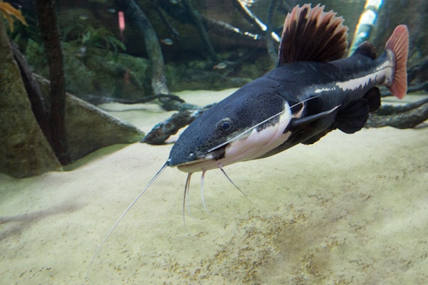 Photo of Amazonian Fish
