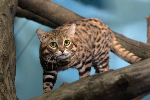 Photo of Black-footed Cat
