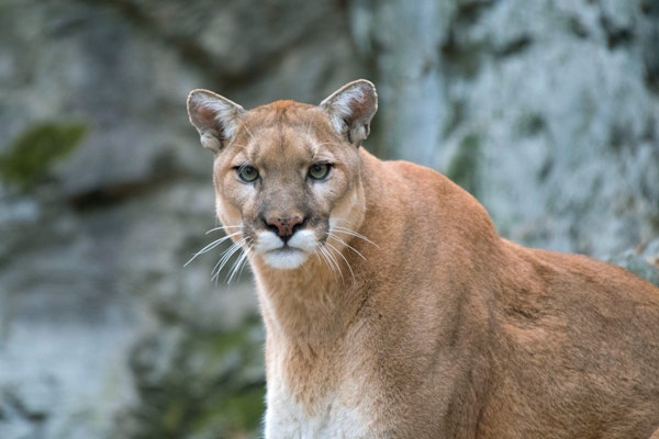 Photo of Puma