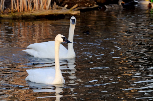 Photo of Trumpeter Swan