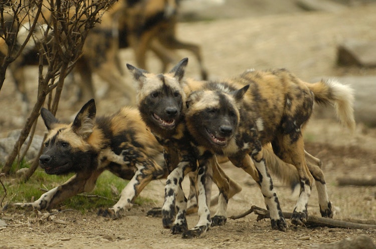 Photo of African Painted Dogs