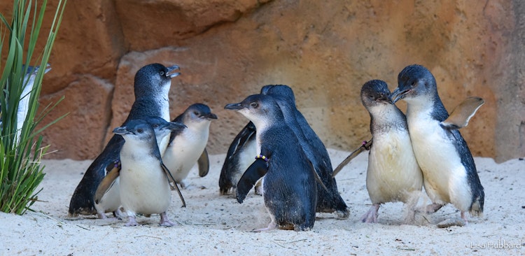 Photo of Little Blue Penguin Habitat