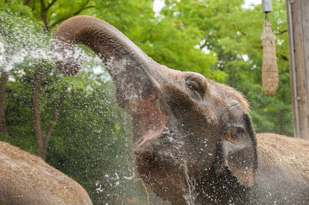 Photo of Elephant Reserve