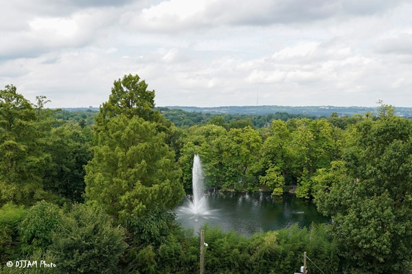 Photo of Swan Lake