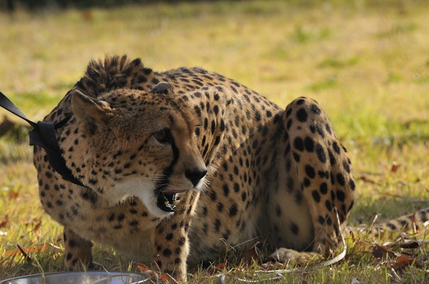 Photo of Cheetah Habitat